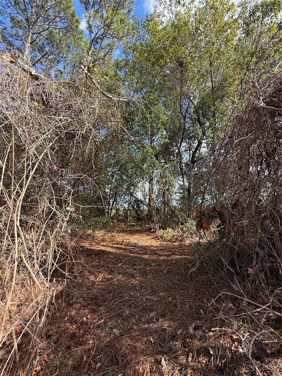 A dirt path leads through a wooded area with dense brush and tall trees — TBD SE 190TH AVENUE, SILVER SPRINGS, FL