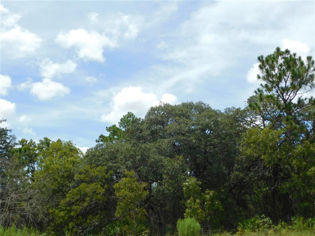 A view of a dense wooded area with tall trees under a partly cloudy sky — 6681 N BEDSTROW BOULEVARD, DUNNELLON, FL