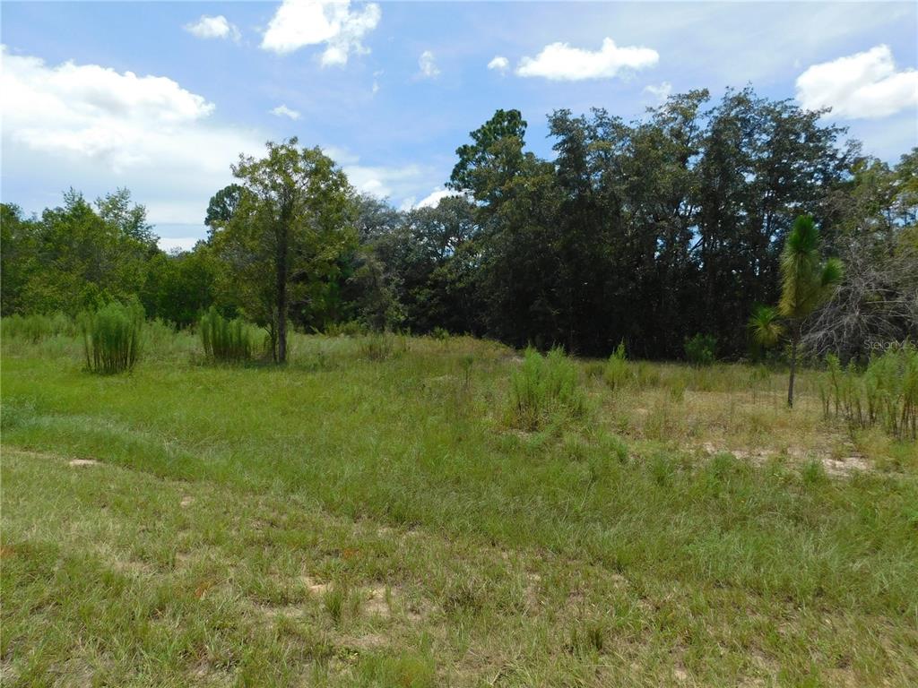 A grassy, undeveloped lot features scattered trees and a dense forest line under a blue sky — 6681 N BEDSTROW BOULEVARD, DUNNELLON, FL