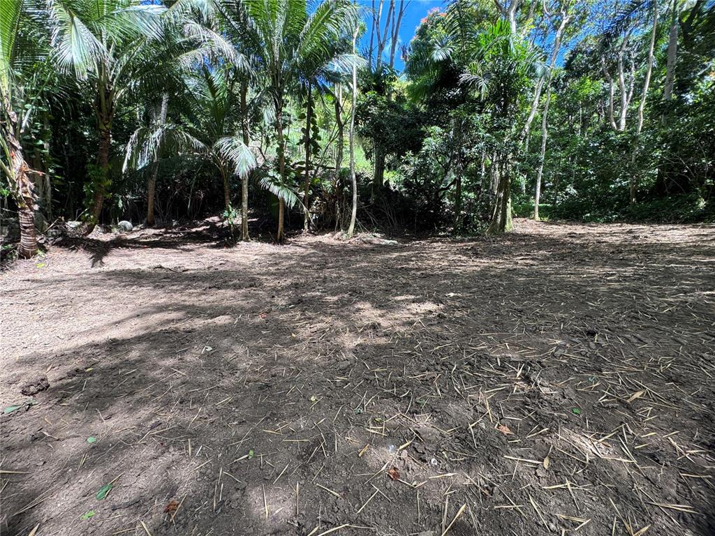 A cleared, dirt-covered lot is bordered by a dense forest of palm and deciduous trees — CARR 857 KM 6.3, CAROLINA, PR
