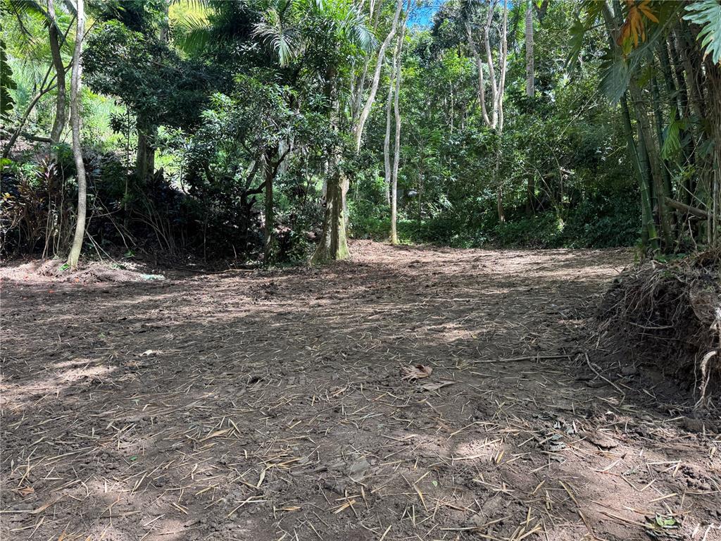 A cleared, dirt-covered lot is surrounded by lush trees and dense tropical vegetation — CARR 857 KM 6.3, CAROLINA, PR