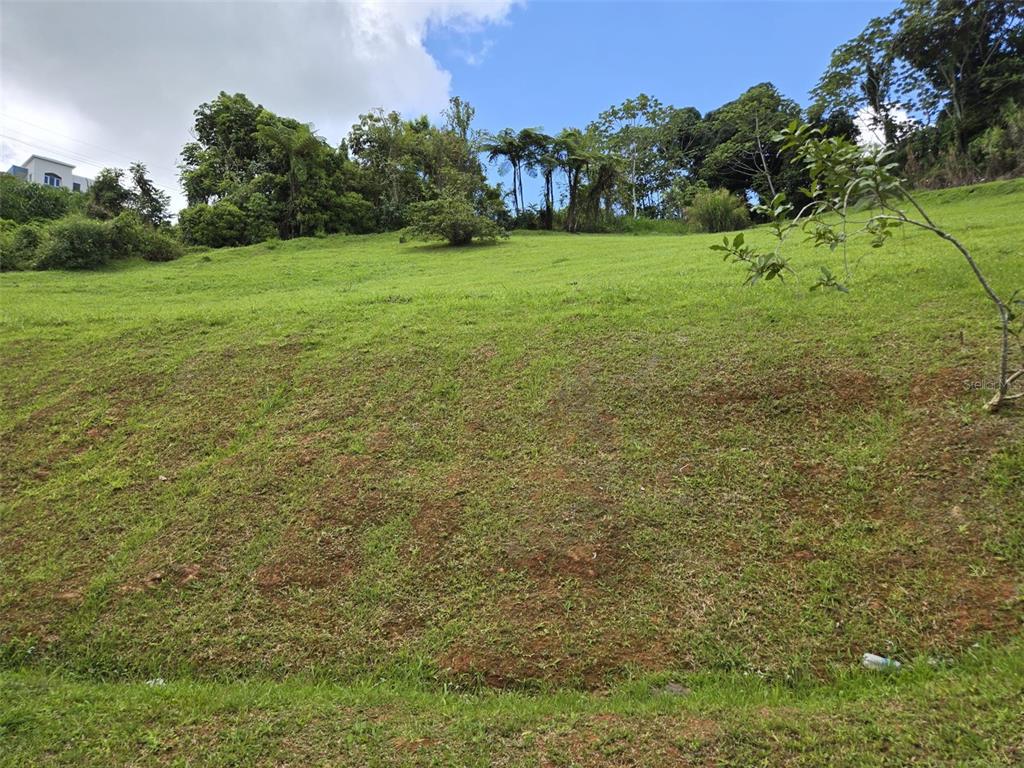 A grassy, sloped vacant lot features scattered trees and a blue sky above — Carr 813 KM 2.5 INT, NARANJITO, PR