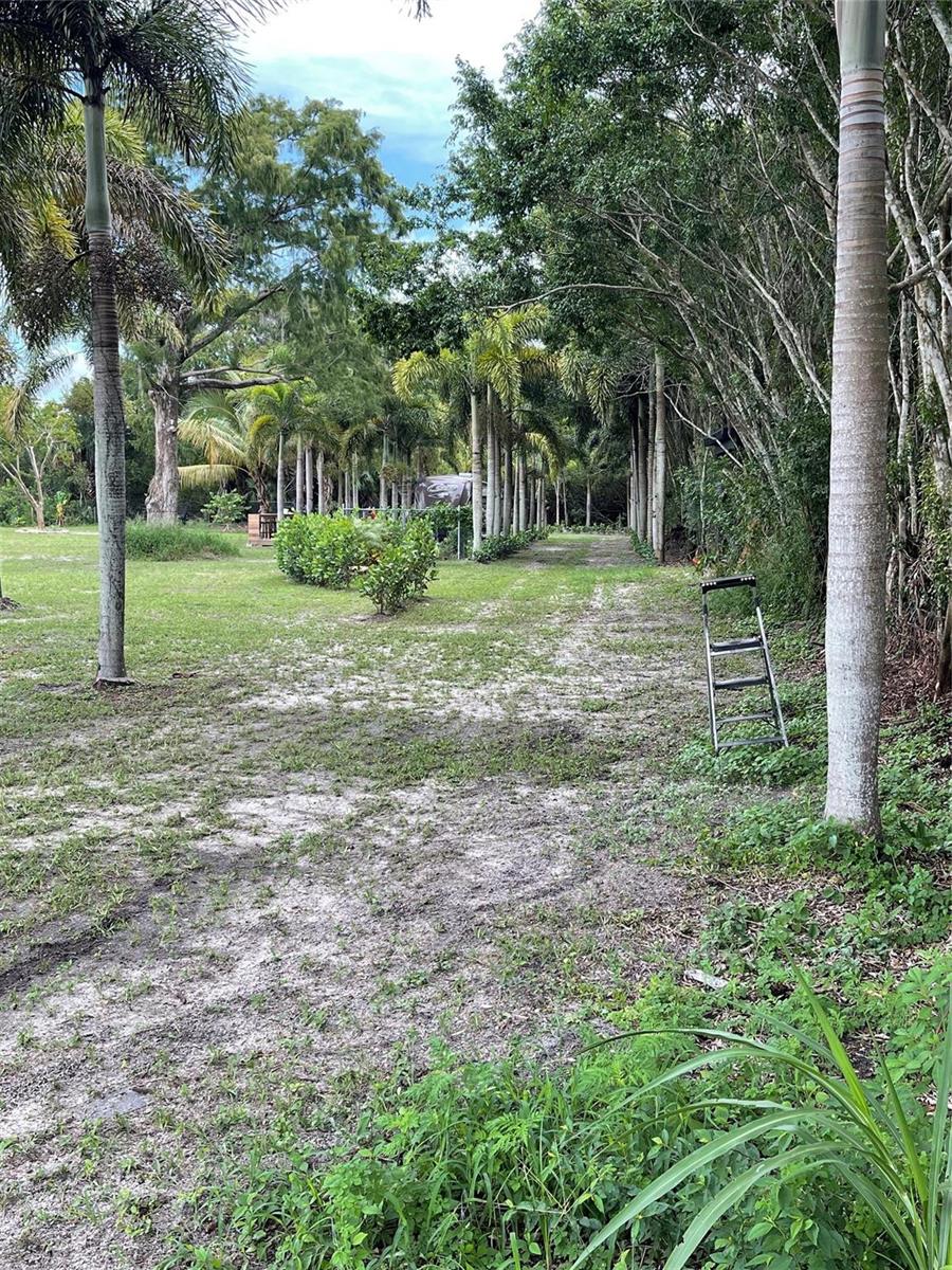 A grassy yard features a row of palm trees and a metal step ladder — 15600 SW Conners Highway, Okeechobee FL 34974, OKEECHOBEE, FL