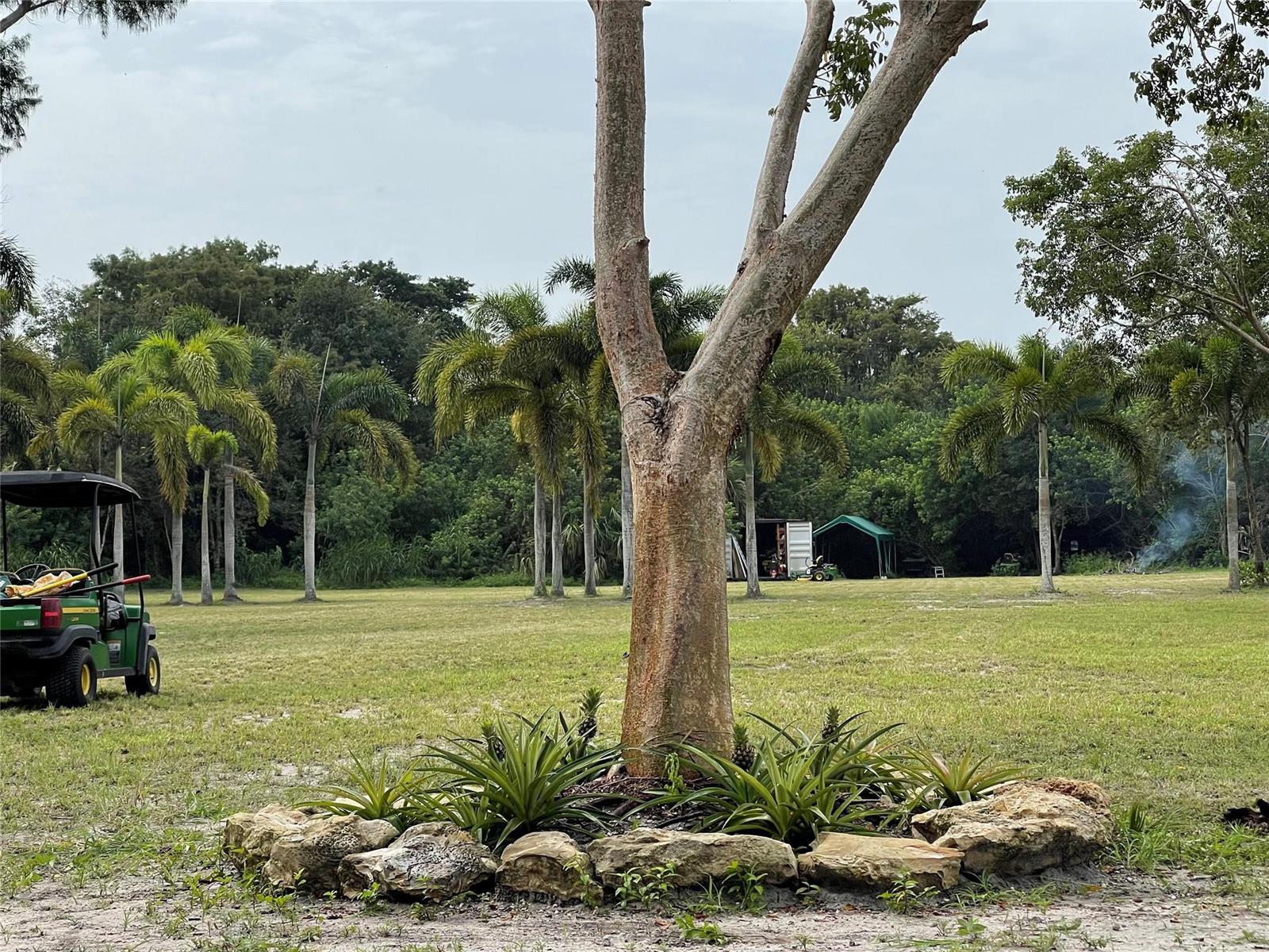 A large tree with a pineapple garden bed sits in a grassy yard near palms — 15600 SW Conners Highway, Okeechobee FL 34974, OKEECHOBEE, FL