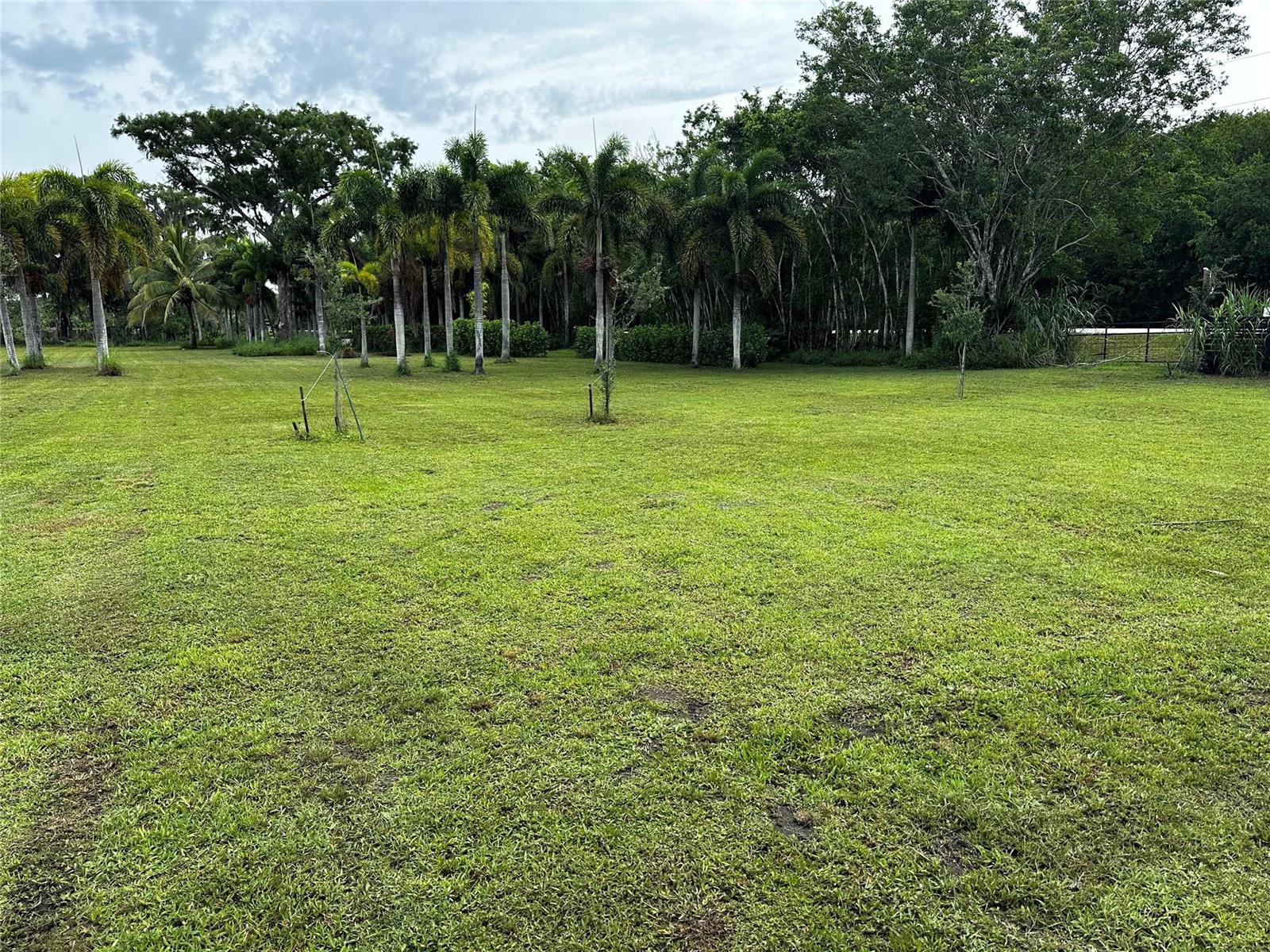 A grassy yard features several palm trees and mature trees under a cloudy sky — 15600 SW Conners Highway, Okeechobee FL 34974, OKEECHOBEE, FL