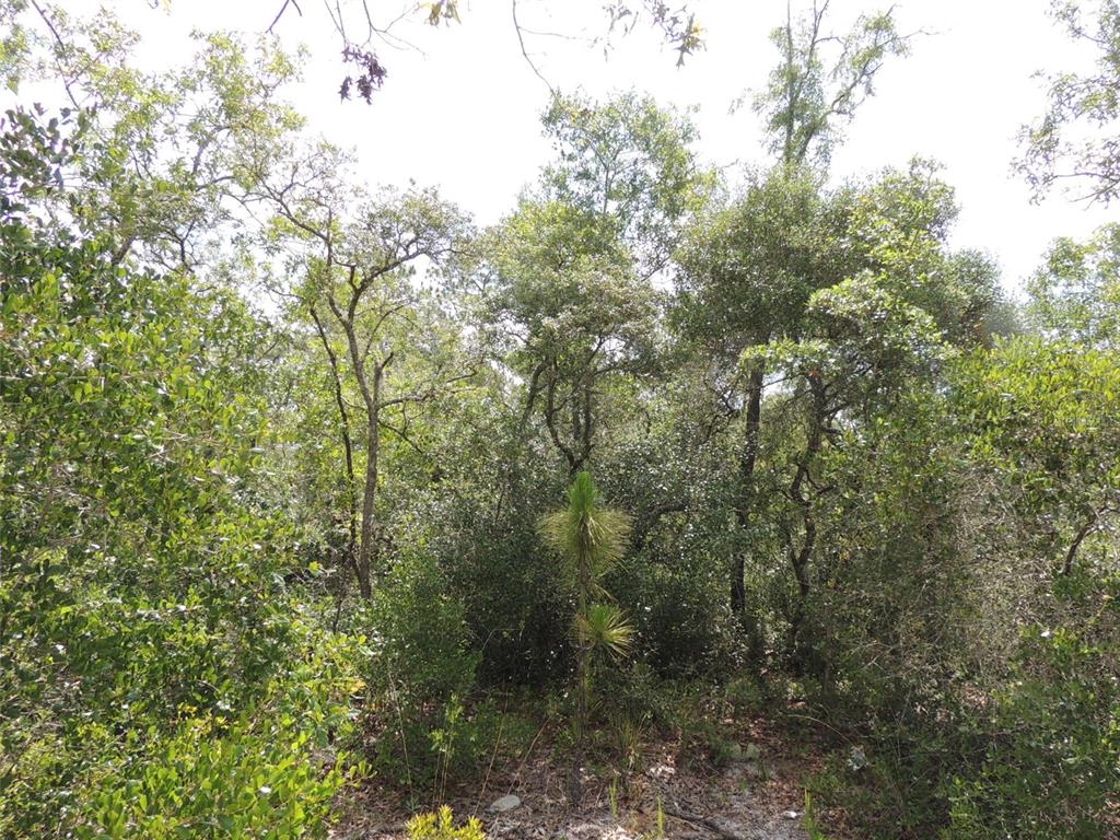 A dense, wooded area with a small pine sapling in the foreground — 5551 SW 103RD COURT, CEDAR KEY, FL