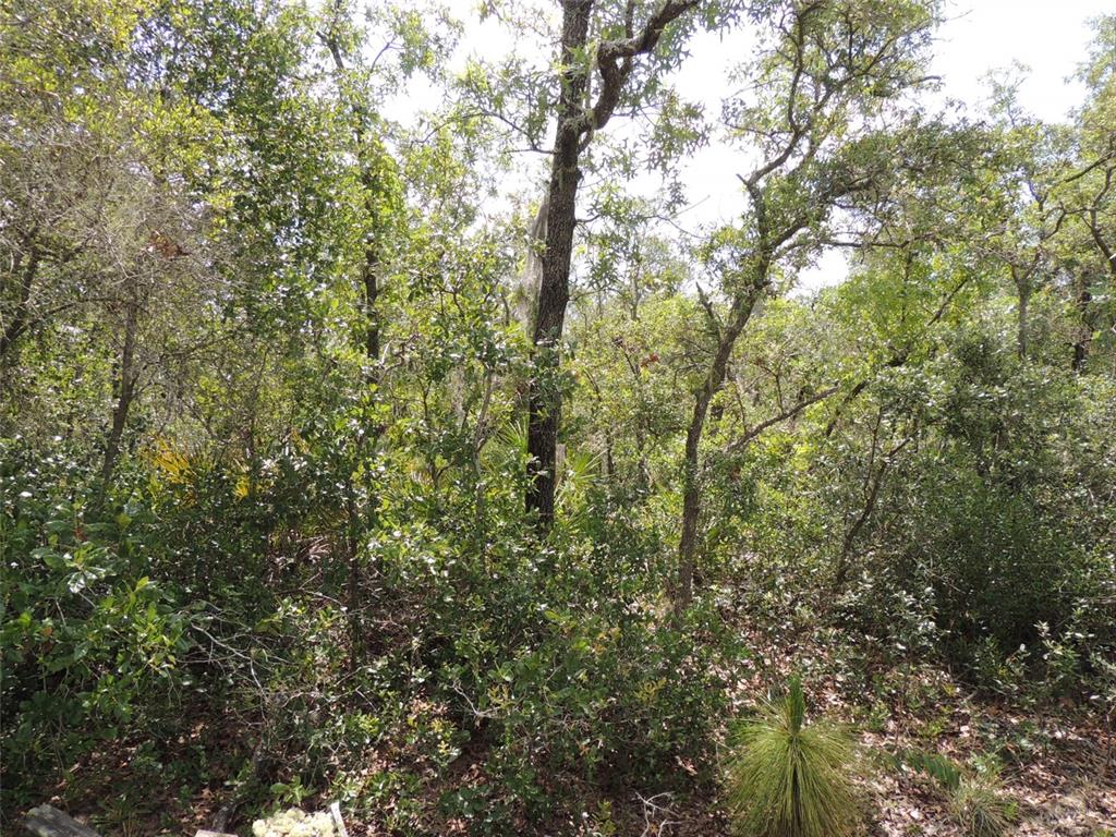 A dense, wooded area featuring various trees, shrubs, and ground vegetation under a bright sky — 5551 SW 103RD COURT, CEDAR KEY, FL