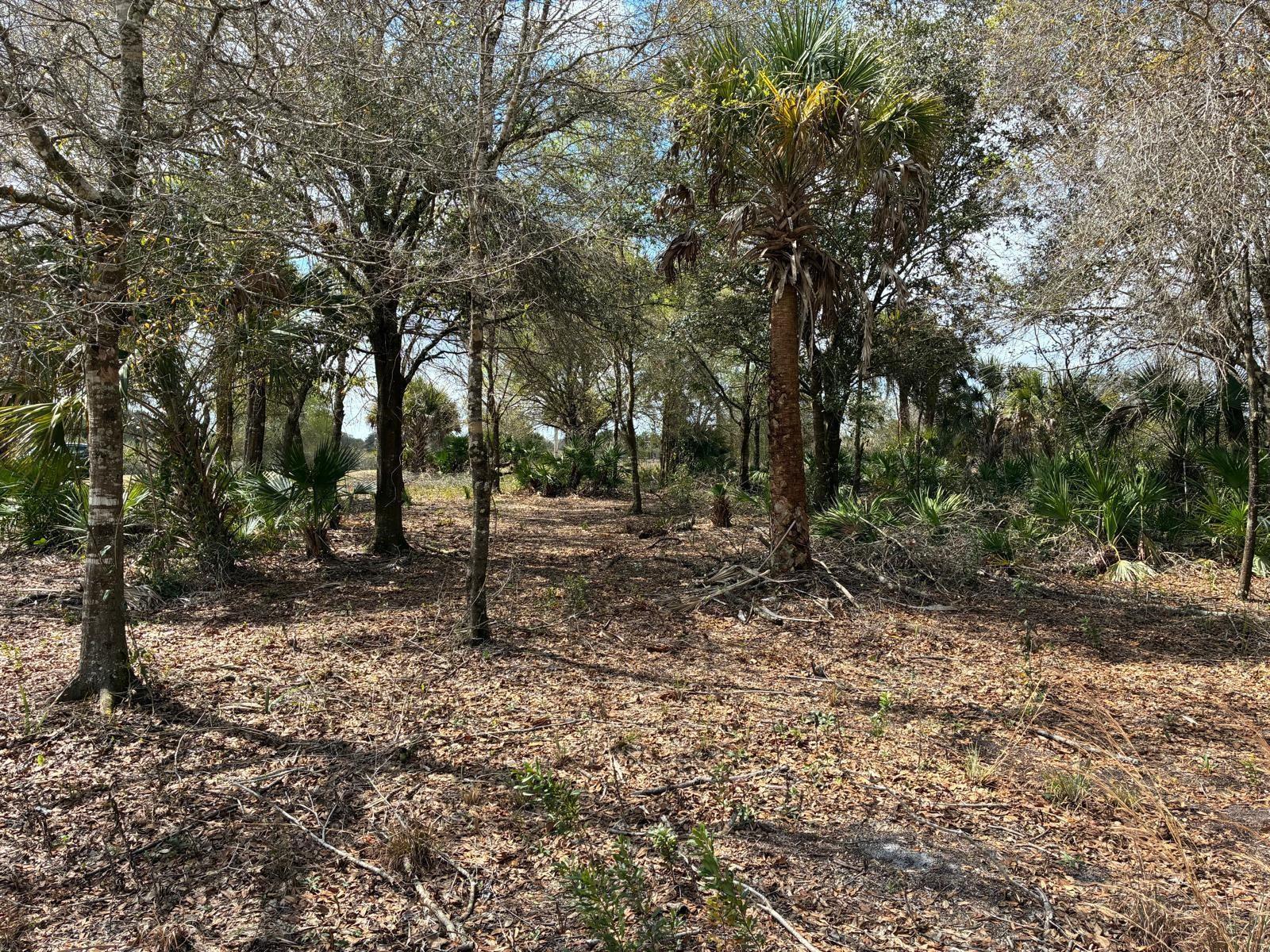 A wooded lot with scattered trees, palmettos, and a layer of dry leaves on the ground — 19731 NW 266th Street, Okeechobee FL 34972, OKEECHOBEE, FL