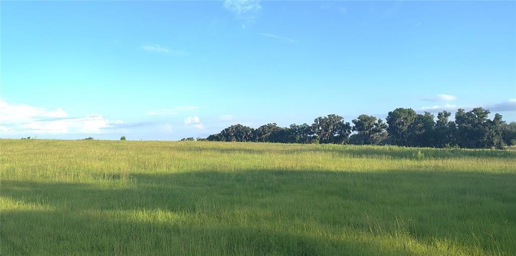 A wide, grassy field stretches toward a line of trees under a blue sky — COVINGTON ROAD, DADE CITY, FL