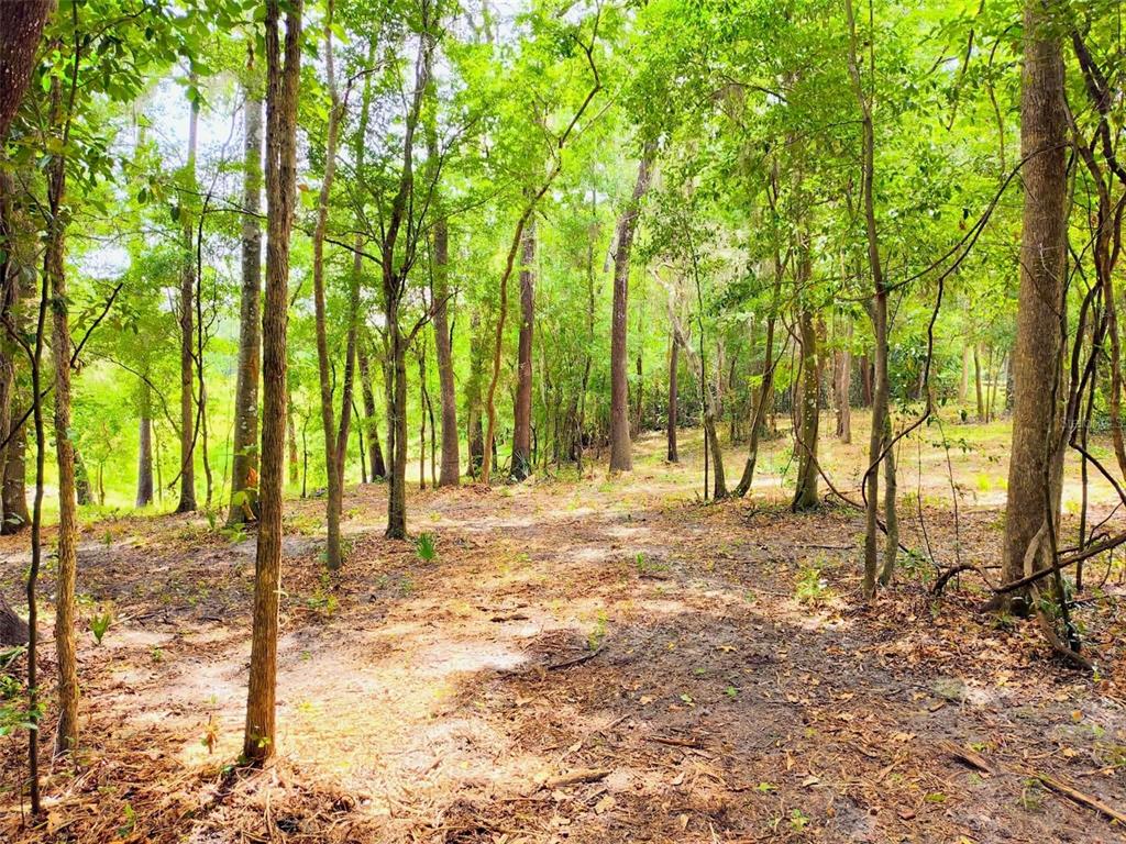 A wooded lot with scattered trees and a ground layer of dry leaves and dirt — FITZHUGH AVENUE, BROOKSVILLE, FL