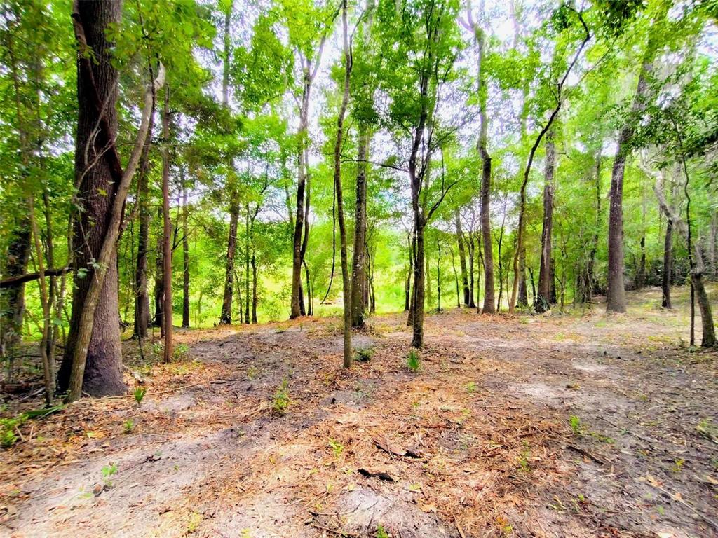 A wooded lot with tall trees and a dirt ground covered in fallen leaves — FITZHUGH AVENUE, BROOKSVILLE, FL
