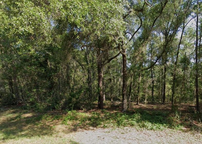A wooded lot with dense trees and ground cover viewed from a gravel area — 471 E AVONDALE DRIVE, CITRUS SPRINGS, FL
