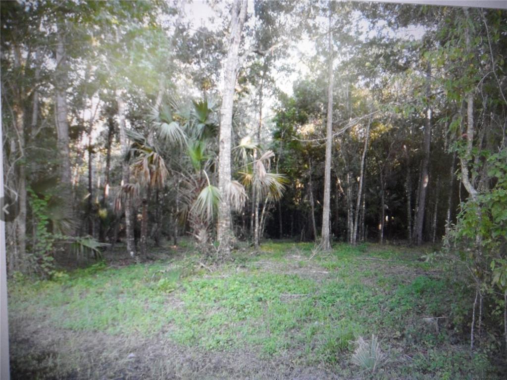 A wooded lot features a clearing in the foreground with several tall trees and palms — 8330 & 8298 W GROVER CLEVELAND BOULEVARD, HOMOSASSA, FL