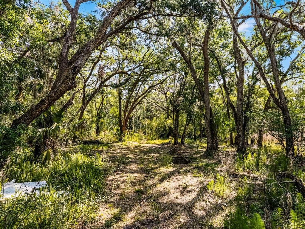 A wooded lot with mature trees, ferns, and dappled sunlight on the forest floor — 3633 PANTHER PATH ROAD, LUTZ, FL