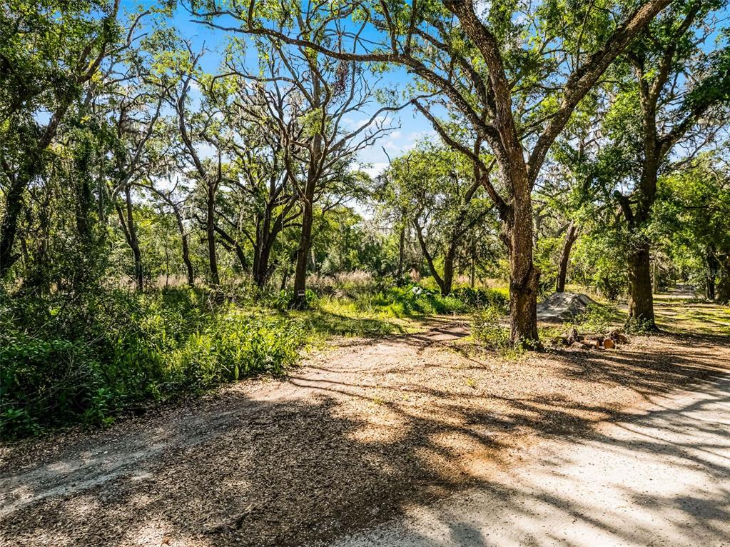A dirt path leads into a wooded area with tall trees and dense green vegetation — 3633 PANTHER PATH ROAD, LUTZ, FL