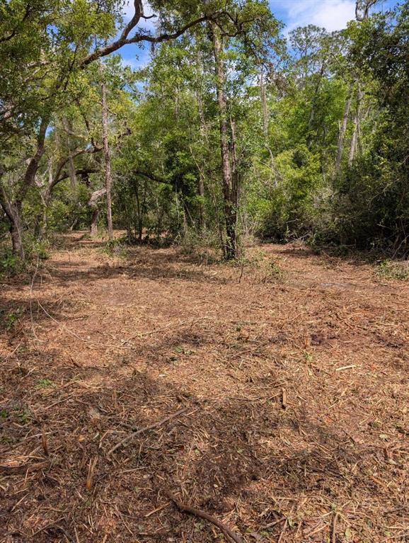 A cleared, wooded lot with scattered mulch and mature trees under a blue sky — 0 NE 220TH STREET, FORT MC COY, FL
