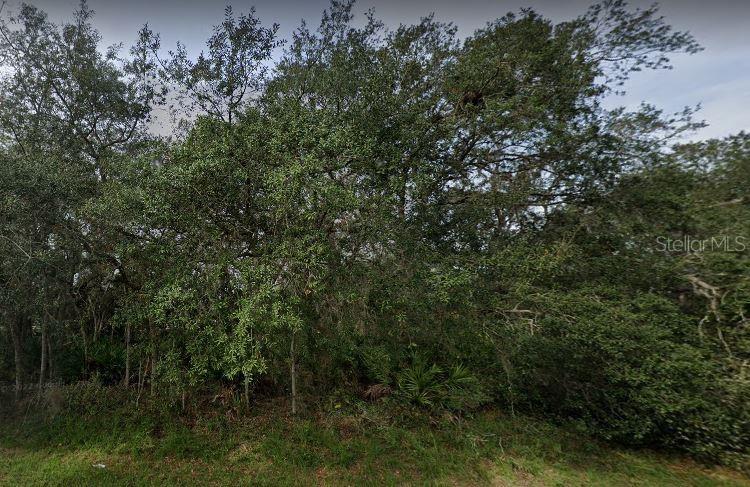 A dense wooded lot with mature trees and undergrowth viewed from the street — 1402 PUNTA GORDA COURT, POINCIANA, FL