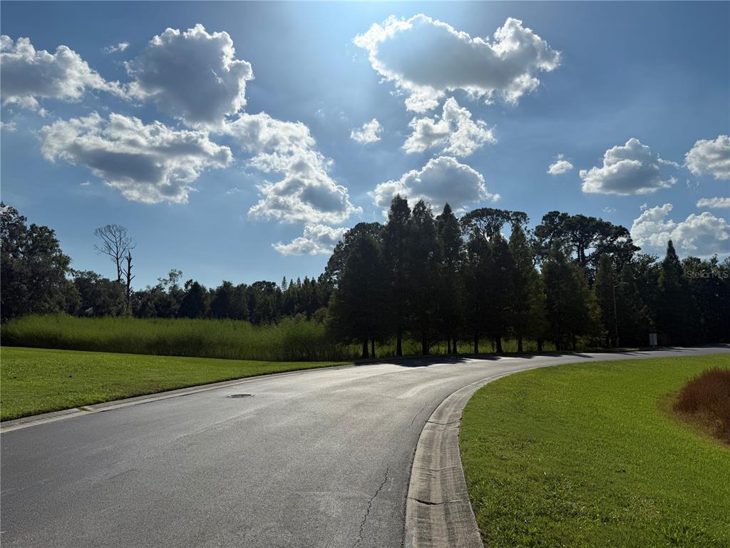 A paved road curves past a grassy lawn and a line of tall trees — ISLAND SHORES LANE, LAKELAND, FL