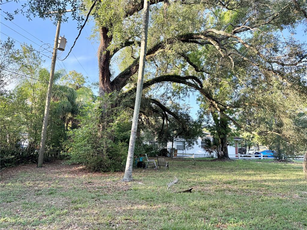 A large, mature oak tree stands in a grassy yard near a utility pole — 304 SPRINGDALE PLACE, TEMPLE TERRACE, FL