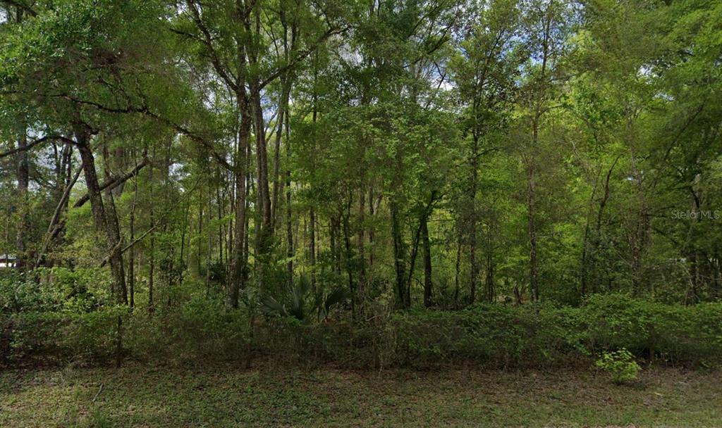 A dense, wooded lot with tall trees and thick underbrush under a bright sky — 350 NE 644TH STREET, OLD TOWN, FL