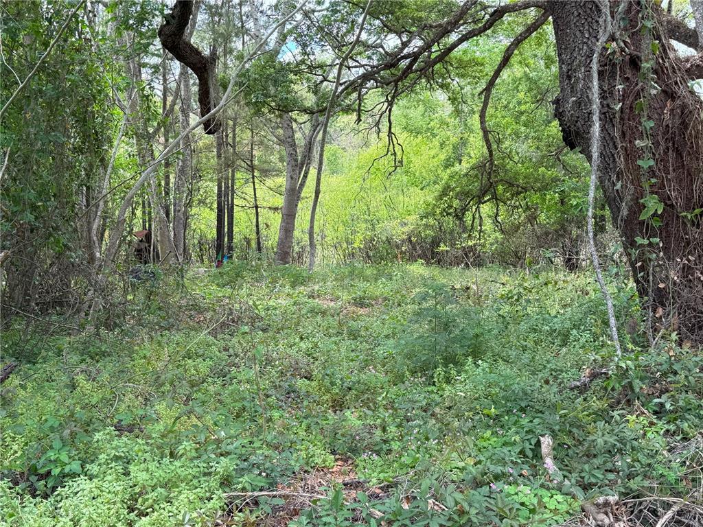 A wooded lot with dense green vegetation and several mature trees — 3221 DUBLIN ROAD, DADE CITY, FL