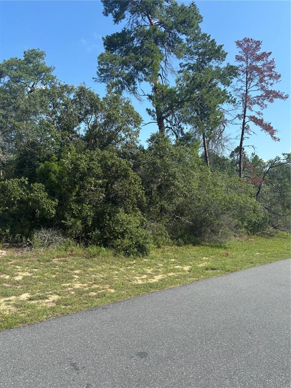 A paved road runs alongside a wooded lot with tall pine and oak trees — 16698 SW 21ST CIRCLE, OCALA, FL