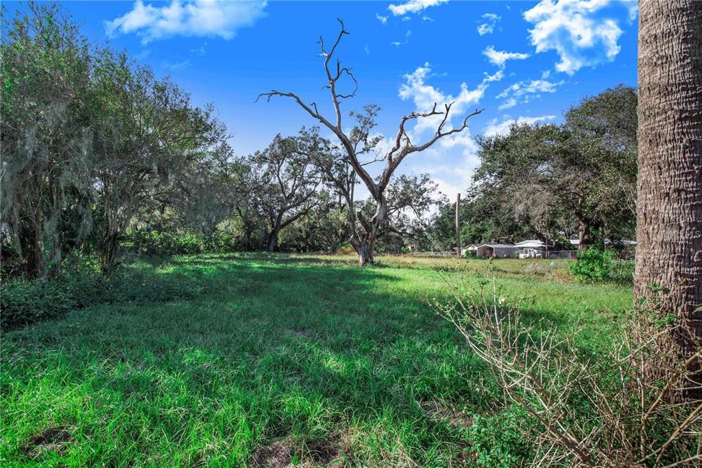 A grassy, open lot features a large, bare tree surrounded by mature trees and foliage — US HIGHWAY 547 HIGHWAY, DAVENPORT, FL