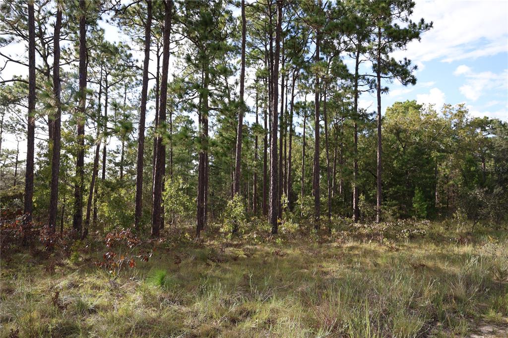 A wooded lot featuring tall pine trees and low-lying brush under a blue sky — 403 MELROSE LANDING, HAWTHORNE, FL
