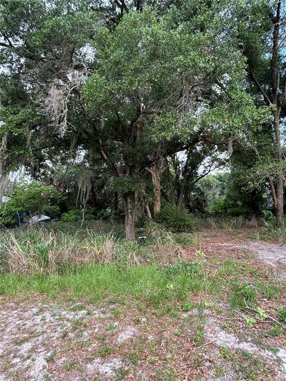 A wooded, undeveloped lot with tall trees and patches of grass and sand — 508 PALMETTO STREET, EUSTIS, FL