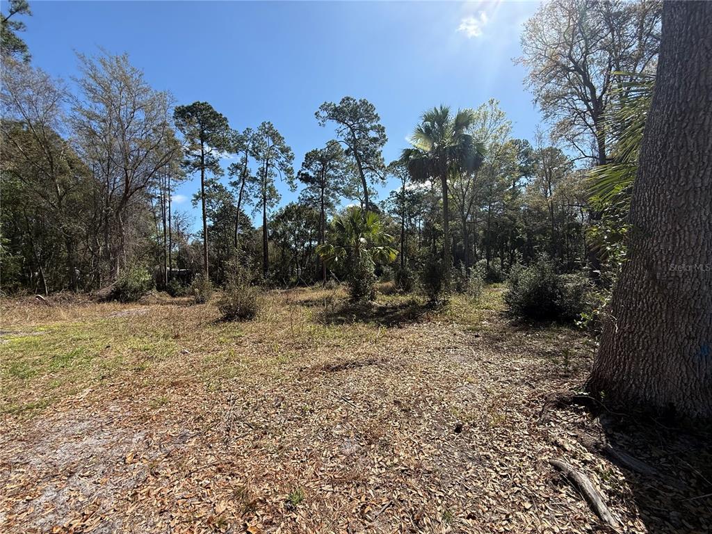 A wooded, undeveloped lot with scattered trees and dry ground under a clear blue sky — tbd PENNSYLVANIA STREET, PAISLEY, FL