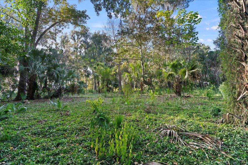 A wooded lot with dense vegetation, palm trees, and large trees under a blue sky — 6809 SE 14TH LANE, GAINESVILLE, FL