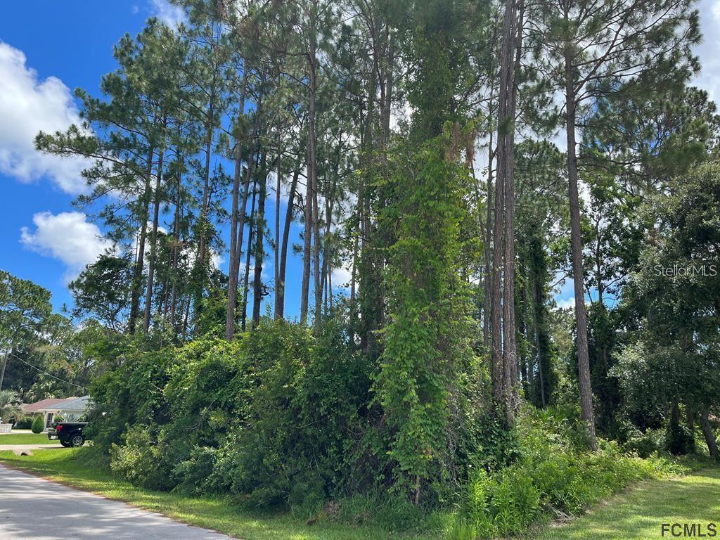 A wooded lot with tall pine trees and dense undergrowth along a paved road — 85 PORT ROYAL DRIVE, PALM COAST, FL