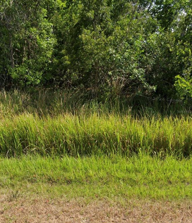 A view of a grassy, overgrown lot bordered by dense trees and shrubs — 7930 MAGGIORE STREET, SEBRING, FL
