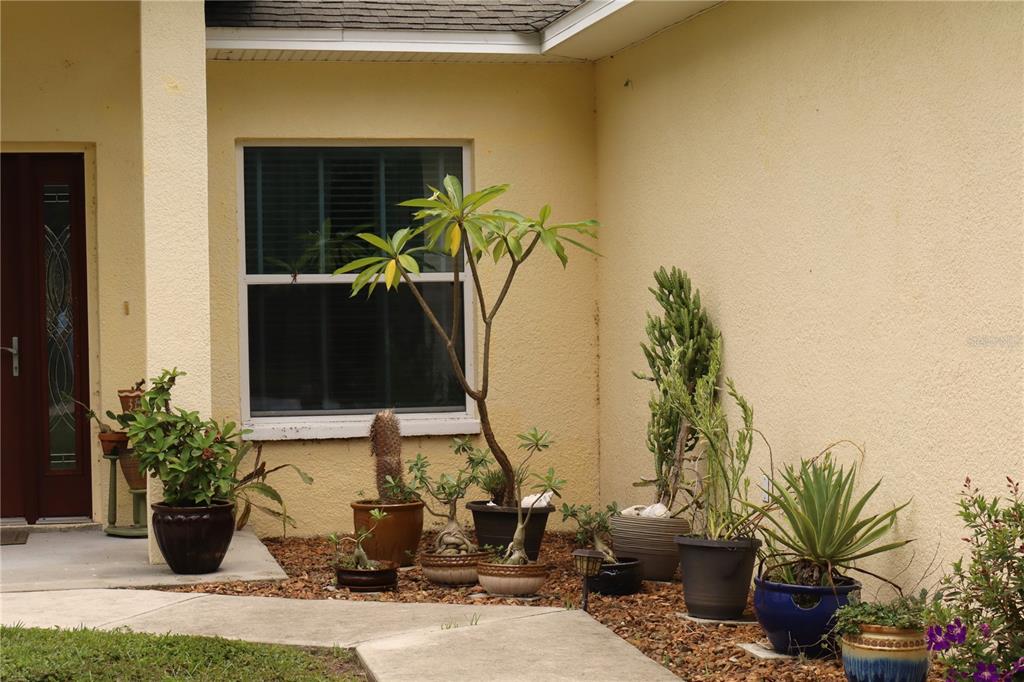 A variety of potted plants and cacti sit on a mulch bed by a house entrance — 876 CR 467, LAKE PANASOFFKEE, FL