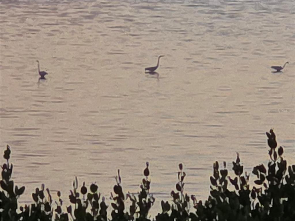 Three birds stand in shallow water near a shoreline with dark, silhouetted vegetation — 3440 WILD OAK BAY BOULEVARD UNIT 127, BRADENTON, FL