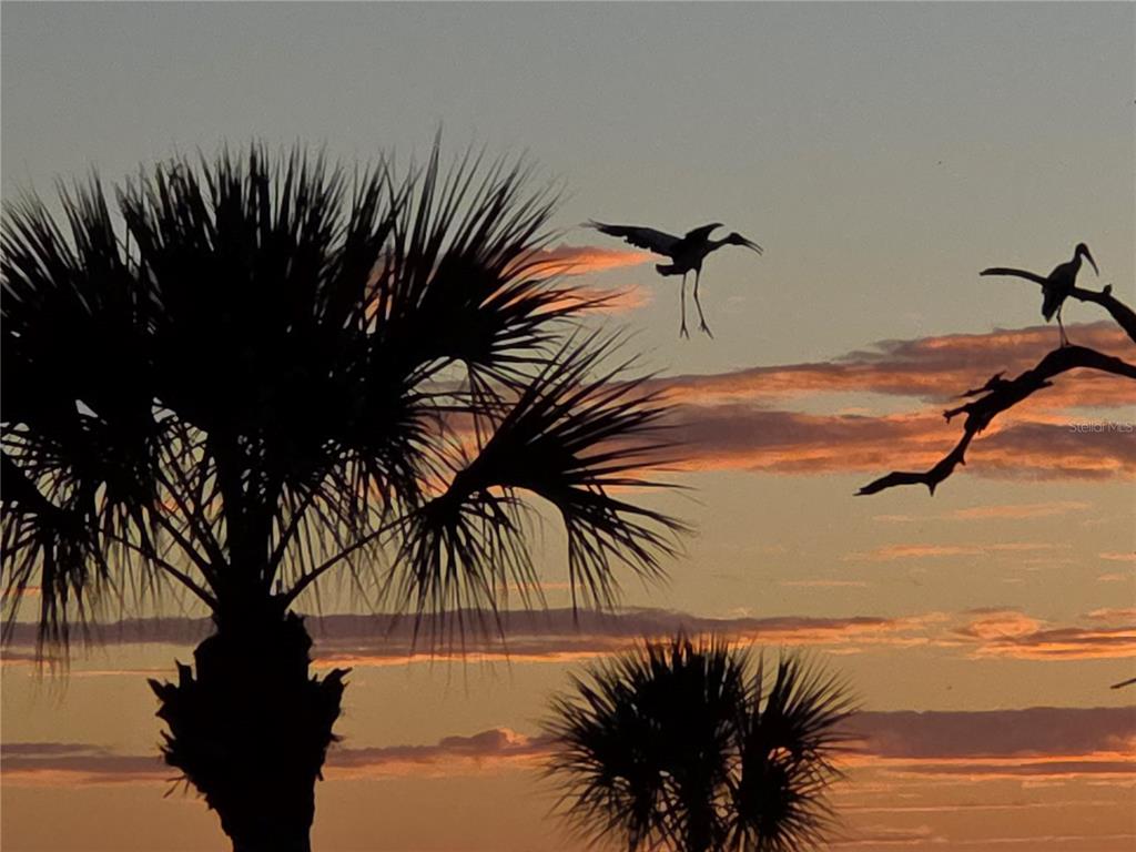 A silhouette of palm trees and a bird flying against a sunset sky — 3440 WILD OAK BAY BOULEVARD UNIT 127, BRADENTON, FL