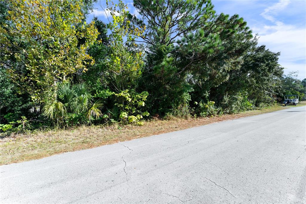 A paved road runs alongside a dense, wooded lot with various trees and shrubs — 7049 CENTERWOOD AVENUE, SPRING HILL, FL