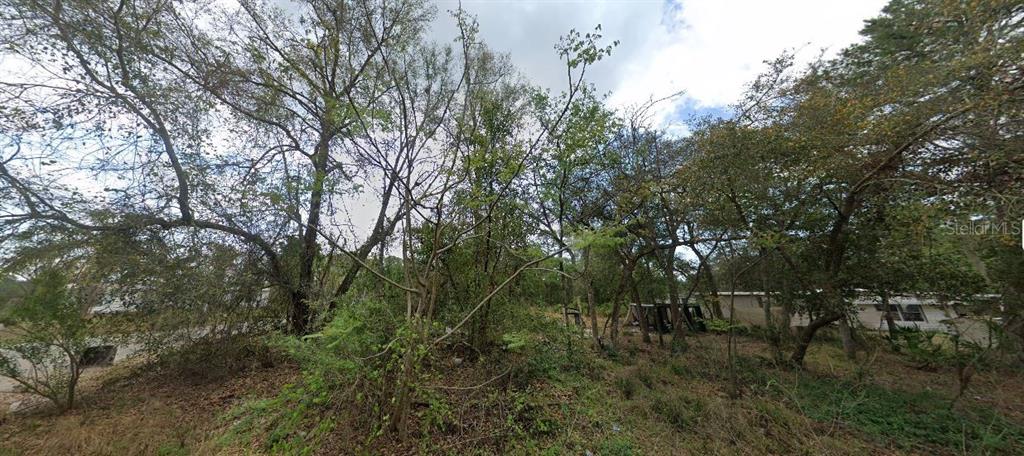 A wooded, overgrown lot with a partial view of a neighboring house in the background — MORNING VIEW DRIVE, PAISLEY, FL