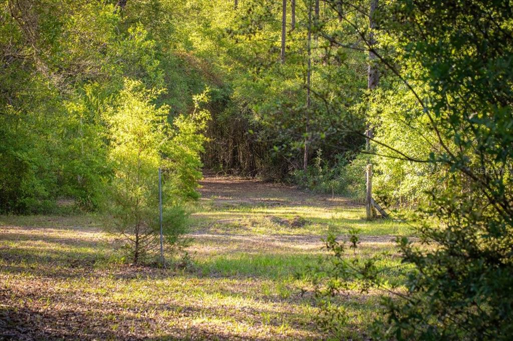 A grassy path leads into a dense, sunlit forest on a wooded lot — 11418 NW 161ST STREET, ALACHUA, FL