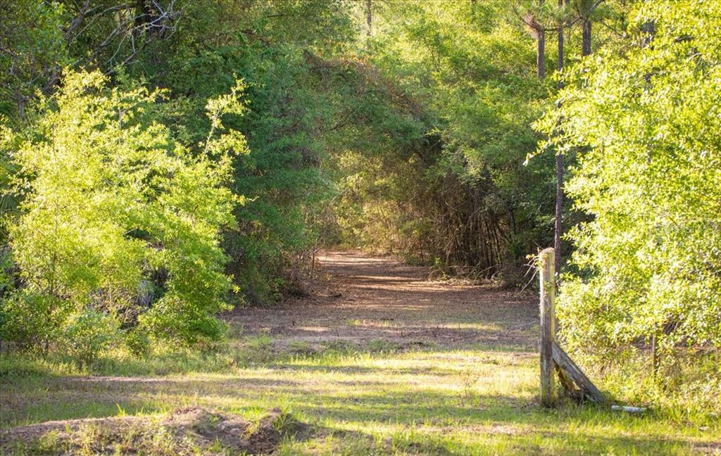 A dirt path leads through a wooded area toward a shaded forest canopy — 11418 NW 161ST STREET, ALACHUA, FL