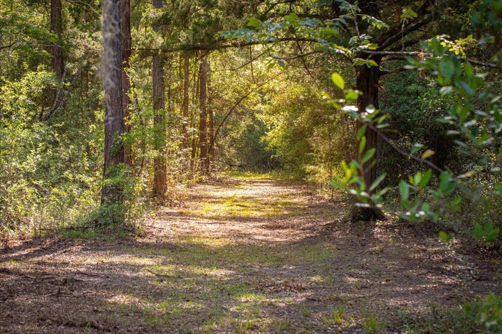 A dirt path winds through a wooded area with tall trees and dappled sunlight — 11418 NW 161ST STREET, ALACHUA, FL