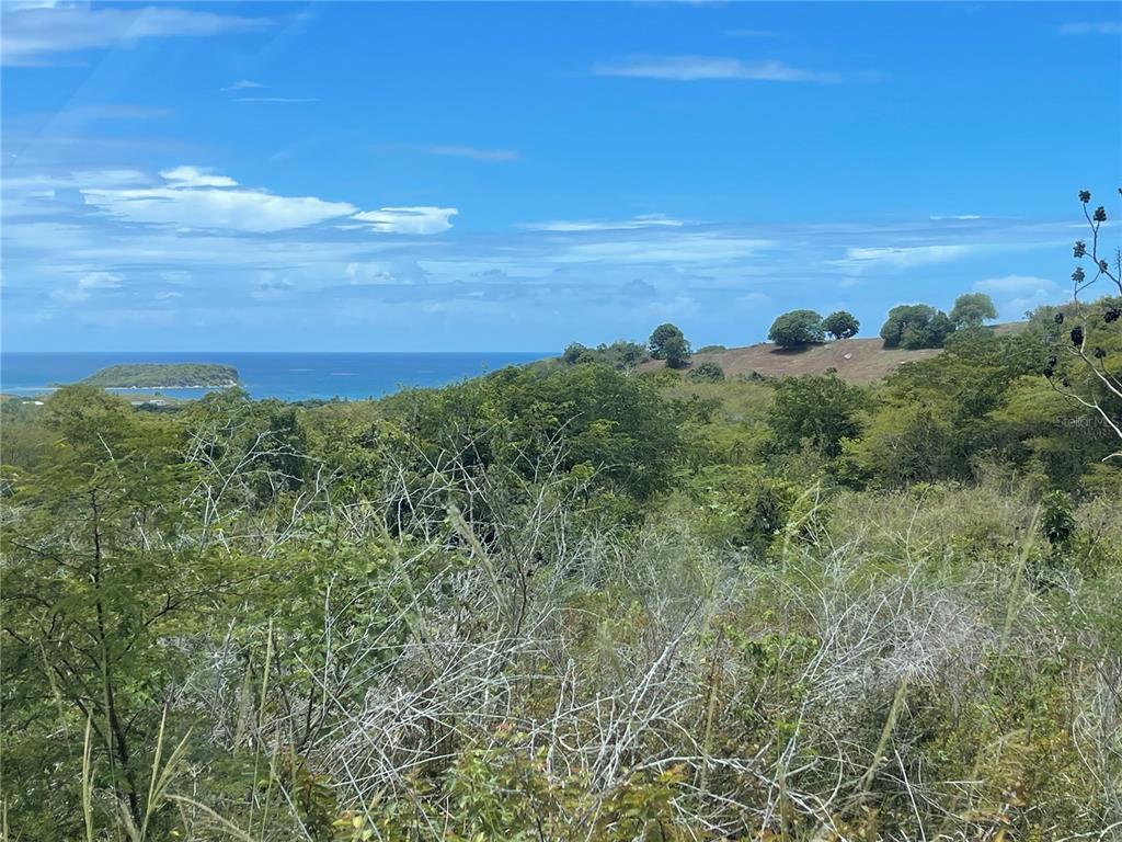 A view of a grassy, brush-covered hillside overlooking the ocean and a distant island — A-1 FINCA VIEQUES, VIEQUES, PR
