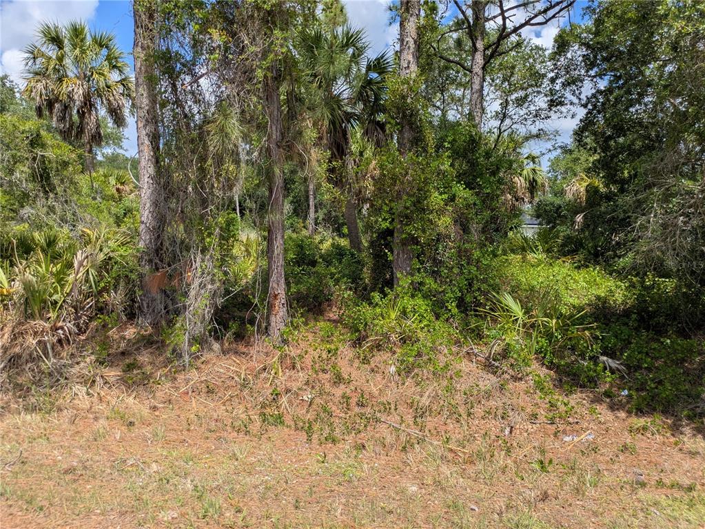 A wooded, undeveloped lot features tall pine trees, palm trees, and dense undergrowth — DELIGHT AVENUE, NORTH PORT, FL