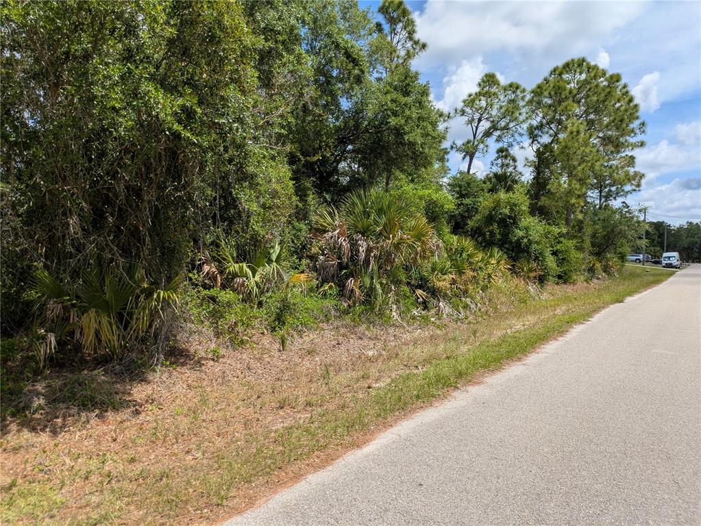 A paved road runs alongside a wooded lot with dense trees and palmetto bushes — DELIGHT AVENUE, NORTH PORT, FL