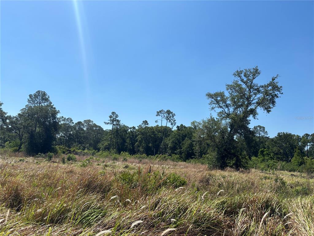 A large, grassy field sits in front of a dense line of trees under a sky — ARDENWOOD, TAMPA, FL