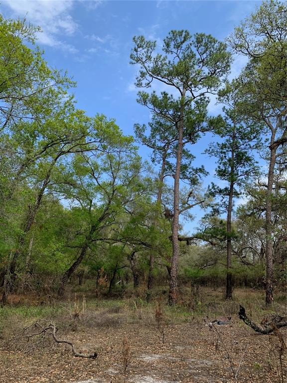 A wooded lot features tall pine trees and deciduous trees under a blue sky — 33074 RANCH ROAD, DADE CITY, FL