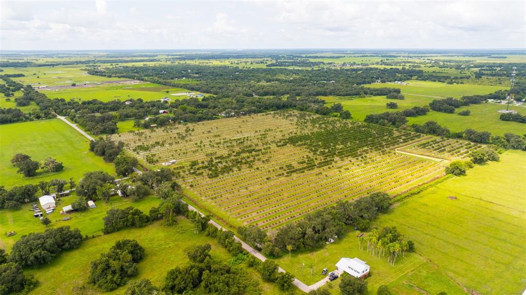 An aerial view shows a large agricultural field with rows of trees beside a house — SW CARLTON AVENUE, ARCADIA, FL
