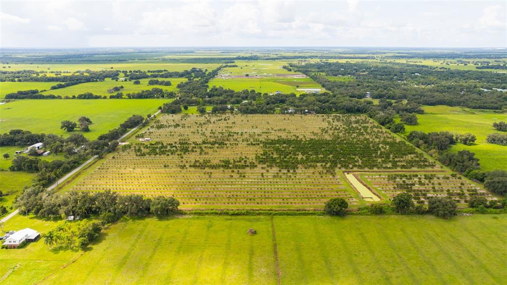 An aerial view shows a large citrus grove surrounded by open fields and scattered trees — SW CARLTON AVENUE, ARCADIA, FL