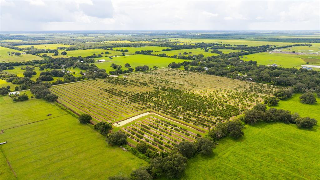 An aerial view shows a large citrus grove surrounded by open green pastures and trees — SW CARLTON AVENUE, ARCADIA, FL