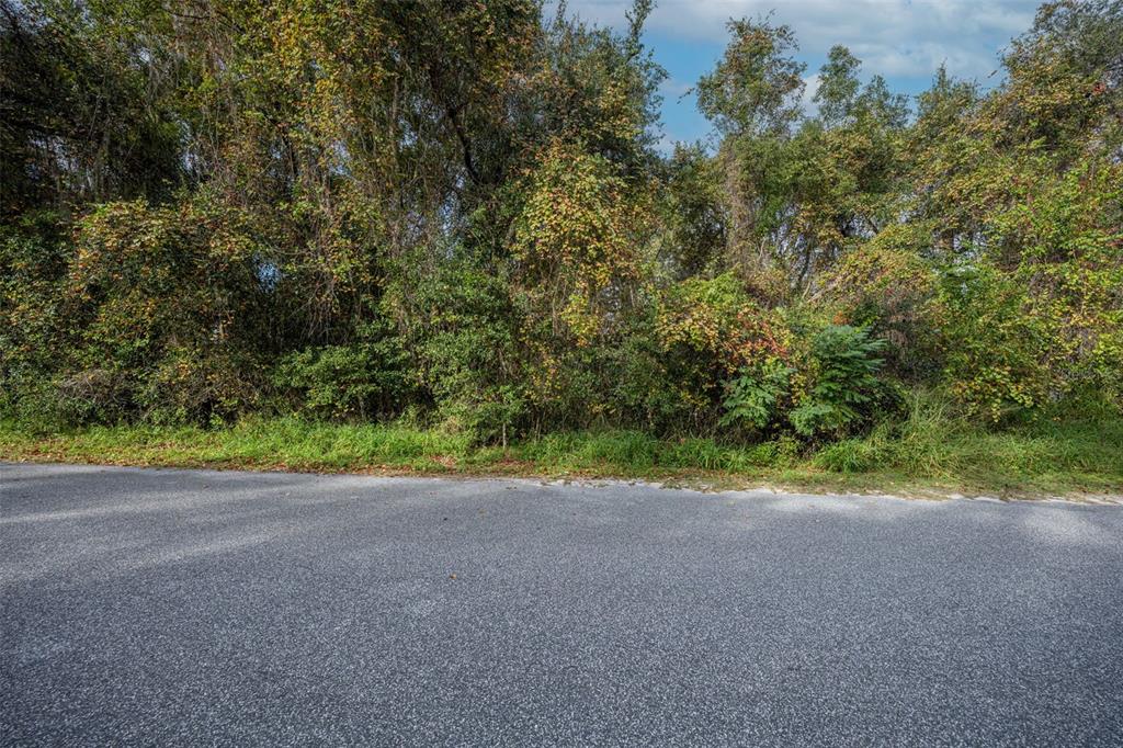 A paved road runs along the front of a dense, wooded lot with mature trees — ROYAL OAK ROAD, FRUITLAND PARK, FL